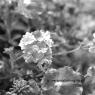 Monochrome Flowers