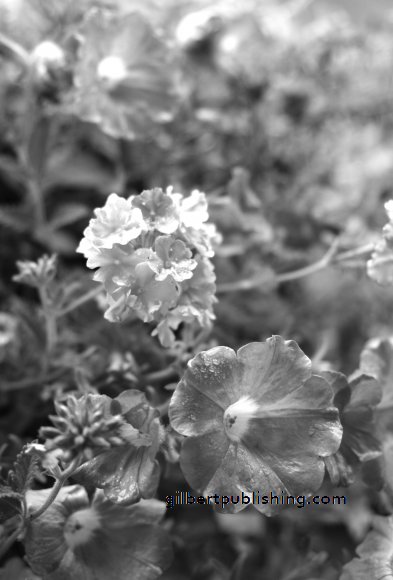 Monochrome Flowers