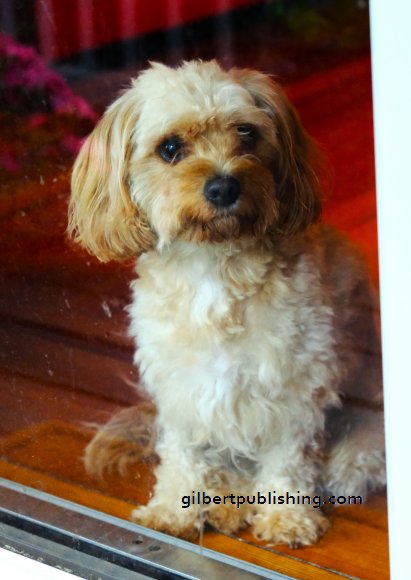 Charlie Through Window