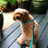 Charlie on the Porch