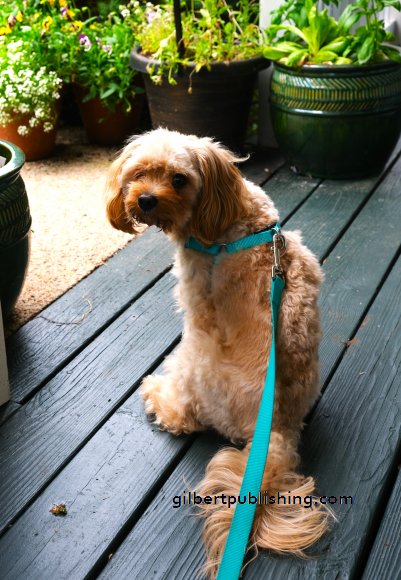 Charlie on the Porch