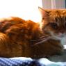 Sunbathing Clyde
