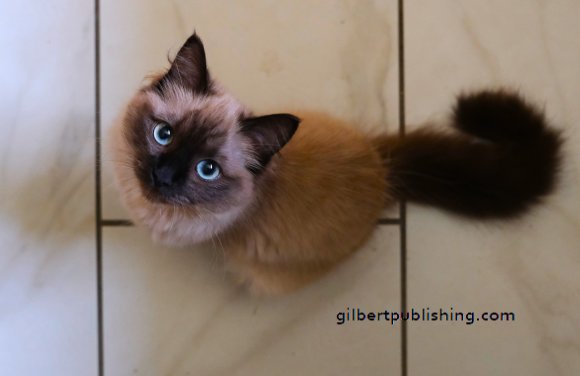 Luna Looks Up
