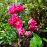 Cluster of Flowers