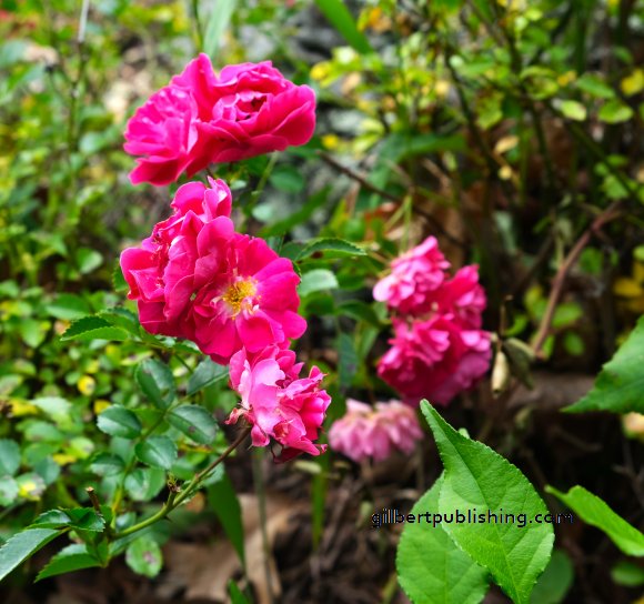 Cluster of Flowers