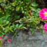 Barren Flowers
