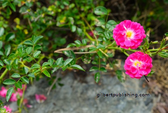 Barren Flowers