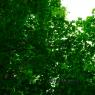 Sky of Leaves