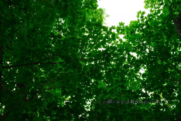Sky of Leaves