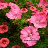 Sea of Pink Flowers