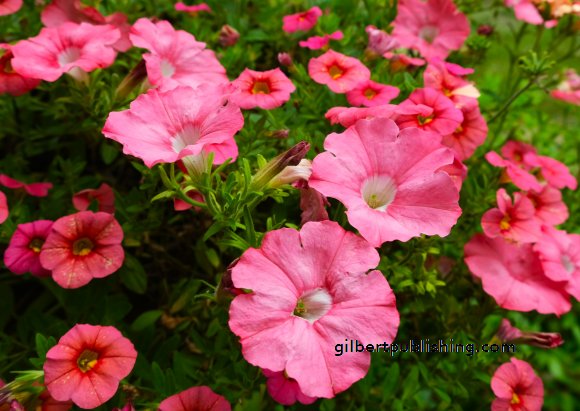 Sea of Pink Flowers