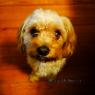 Charlie Wants A Treat