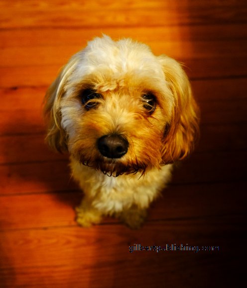 Charlie Wants A Treat