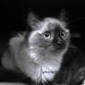 Luna in Black and White