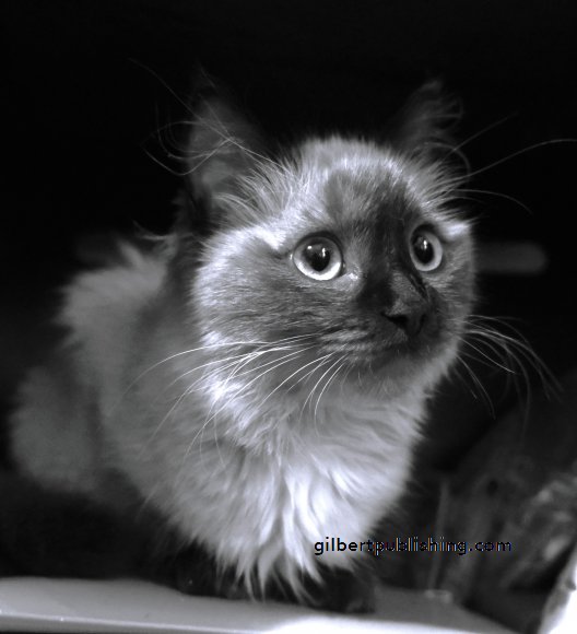 Luna in Black and White