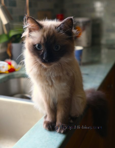 Luna on the Edge of the Sink
