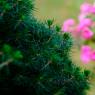 Pine Needles