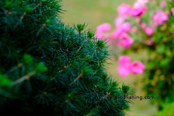 Pine Needles