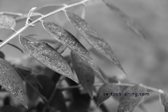Water Drops on Leave