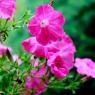 Flowers in Rain