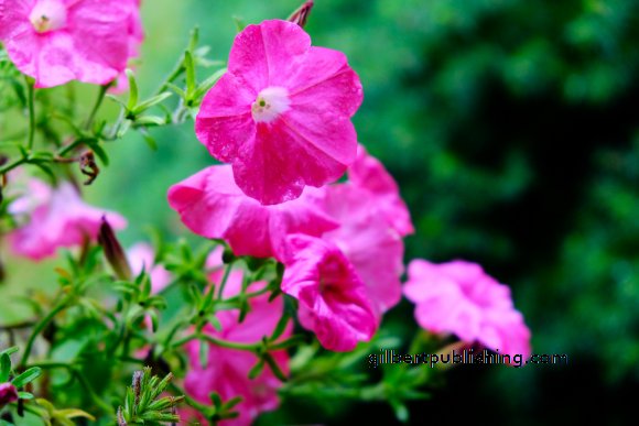 Flowers in Rain