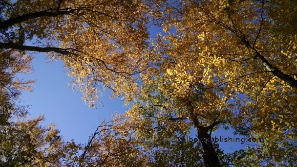 IMG_20151015_135734124